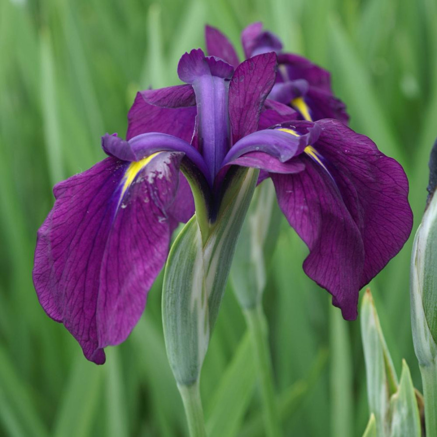 Plantes Vivaces IRIS ensata 'Variegata' - Iris du Japon en vente - Iris kaempferi en vente - Pépinière Lepage .