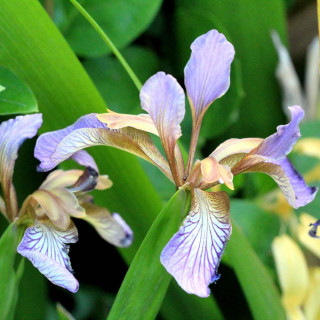 Plantes Vivaces IRIS foetidissima - Iris gigot en vente - Pépinière Lepage .
