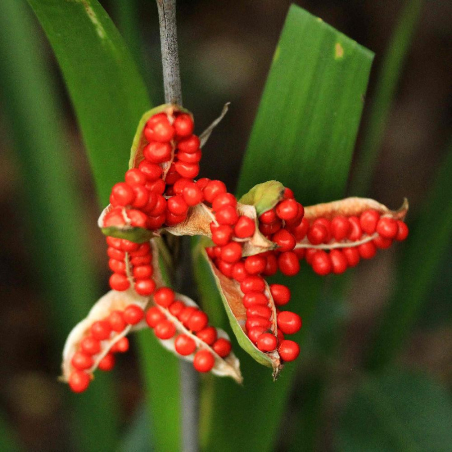 Plantes Vivaces IRIS foetidissima - Iris gigot en vente - Pépinière Lepage .