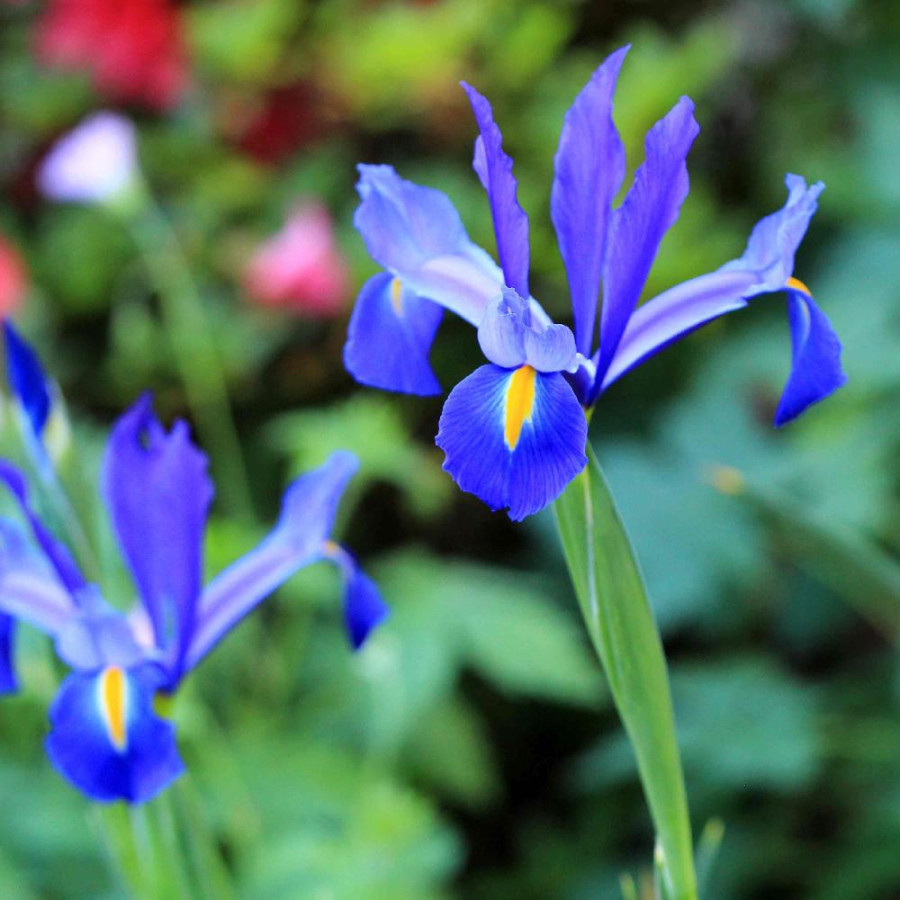 Plantes Vivaces IRIS hollandica 'Discovery' ® - Iris de Hollande en vente - Pépinière Lepage .