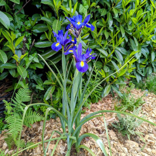 Plantes Vivaces IRIS hollandica 'Discovery' ® - Iris de Hollande en vente - Pépinière Lepage .