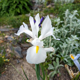 IRIS hollandica 'White Magic' ®