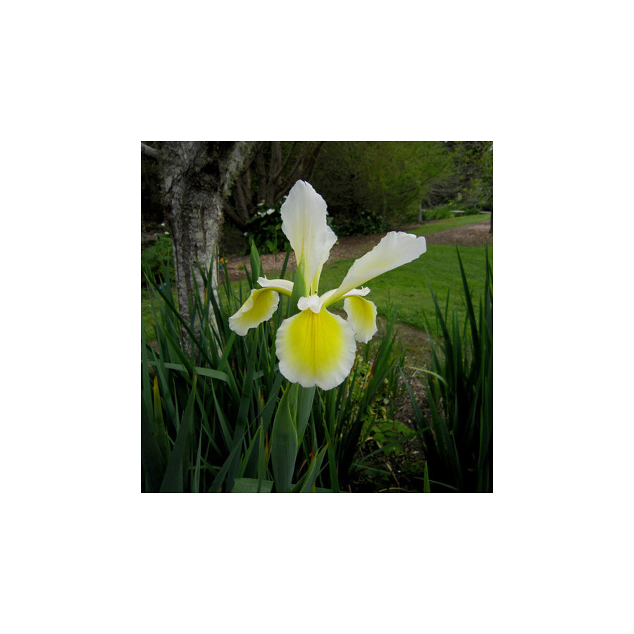Plantes Vivaces IRIS orientalis ('Ochroleuca') en vente - Pépinière Lepage .
