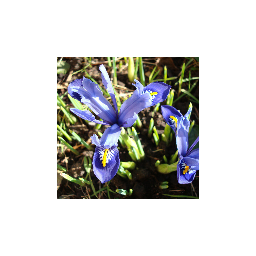 Plantes Vivaces IRIS reticulata - Iris réticulé en vente - Pépinière Lepage .