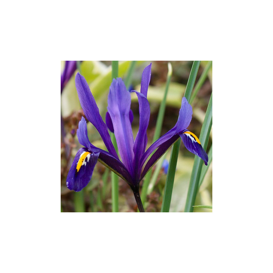 Plantes Vivaces IRIS reticulata - Iris réticulé en vente - Pépinière Lepage .