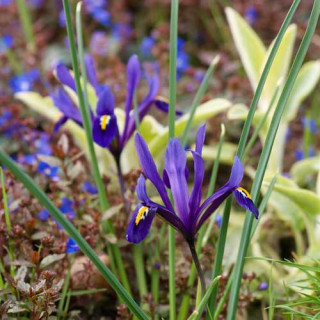 Plantes Vivaces IRIS reticulata - Iris réticulé en vente - Pépinière Lepage .