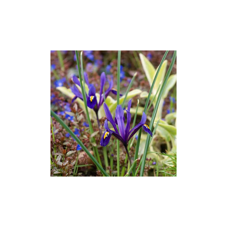Plantes Vivaces IRIS reticulata - Iris réticulé en vente - Pépinière Lepage .