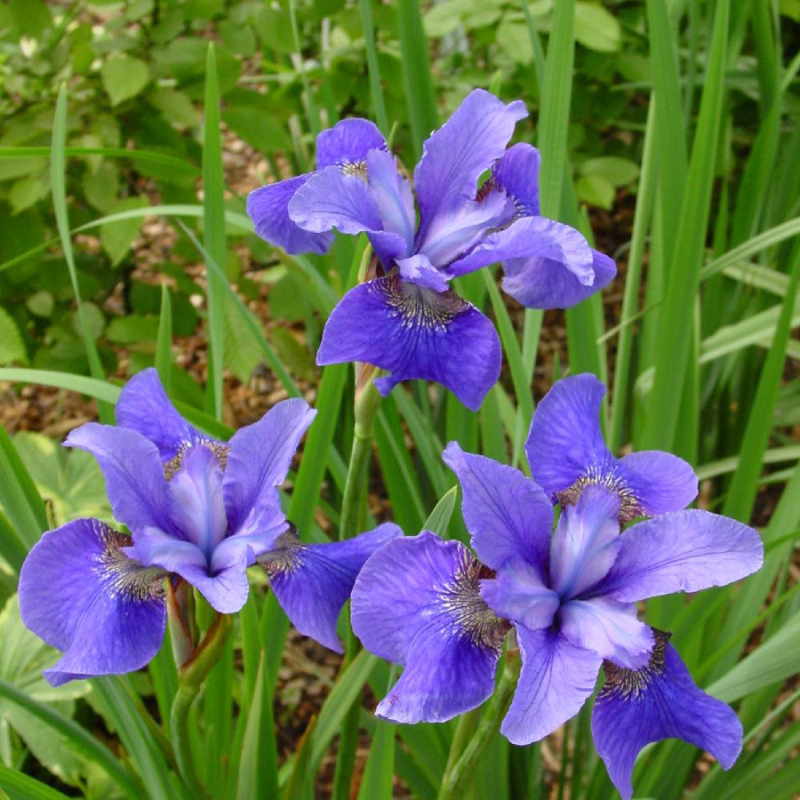 Plantes Vivaces IRIS sibirica 'Baby Sister' - Iris de Sibérie en vente - Pépinière Lepage .