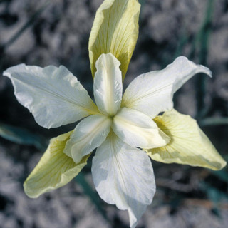 Plantes Vivaces IRIS sibirica 'Chartreuse Bounty' - Iris de Sibérie en vente - Pépinière Lepage .