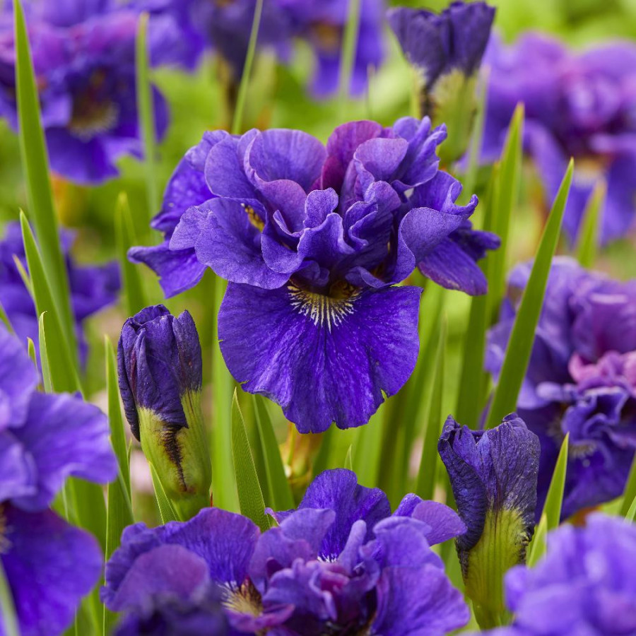 Plantes Vivaces IRIS sibirica 'Concord Crush' - Iris de Sibérie en vente - Pépinière Lepage .