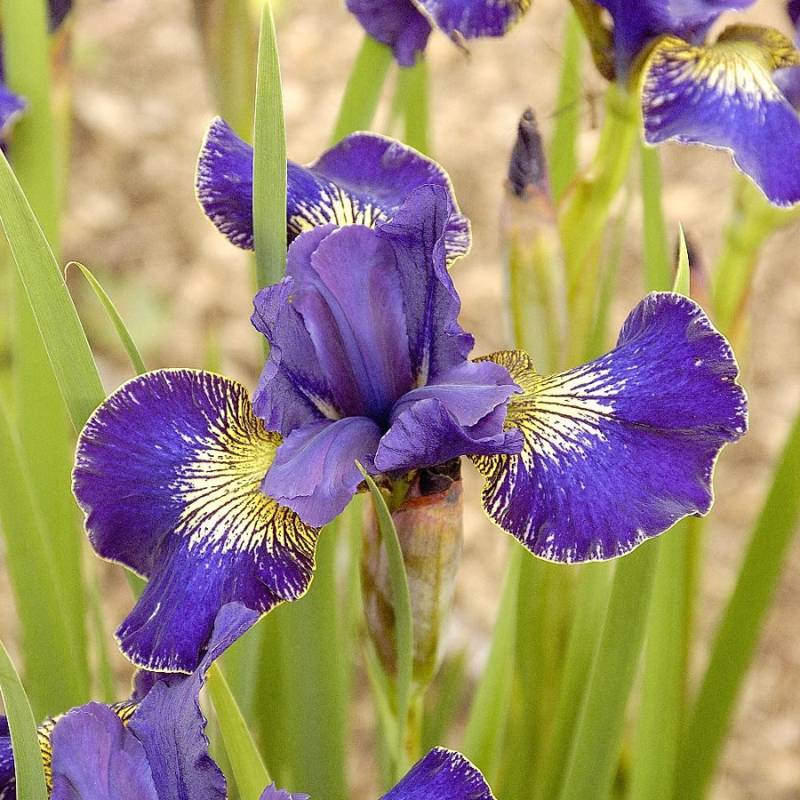 Plantes Vivaces IRIS sibirica 'Golden Edge' - Iris de Sibérie en vente - Pépinière Lepage .