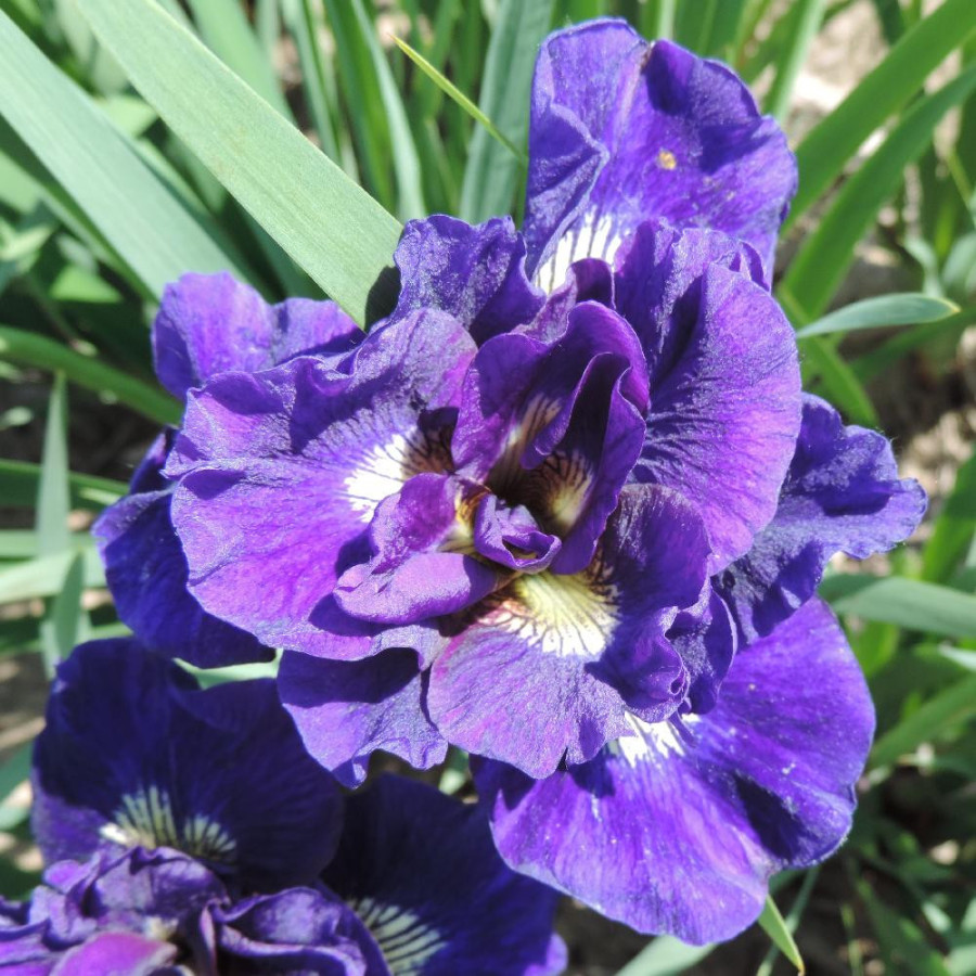 Plantes Vivaces IRIS sibirica 'Kaboom' - Iris de Sibérie en vente - Pépinière Lepage .