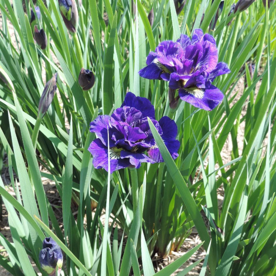Plantes Vivaces IRIS sibirica 'Kaboom' - Iris de Sibérie en vente - Pépinière Lepage .