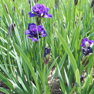 Plantes Vivaces IRIS sibirica 'Kaboom' - Iris de Sibérie en vente - Pépinière Lepage .