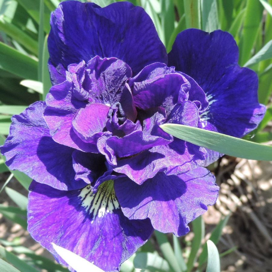 Plantes Vivaces IRIS sibirica 'Kaboom' - Iris de Sibérie en vente - Pépinière Lepage .