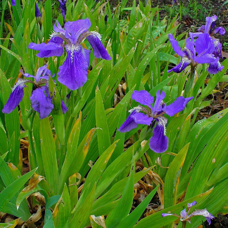 Plantes Vivaces IRIS tectorum en vente - Pépinière Lepage .