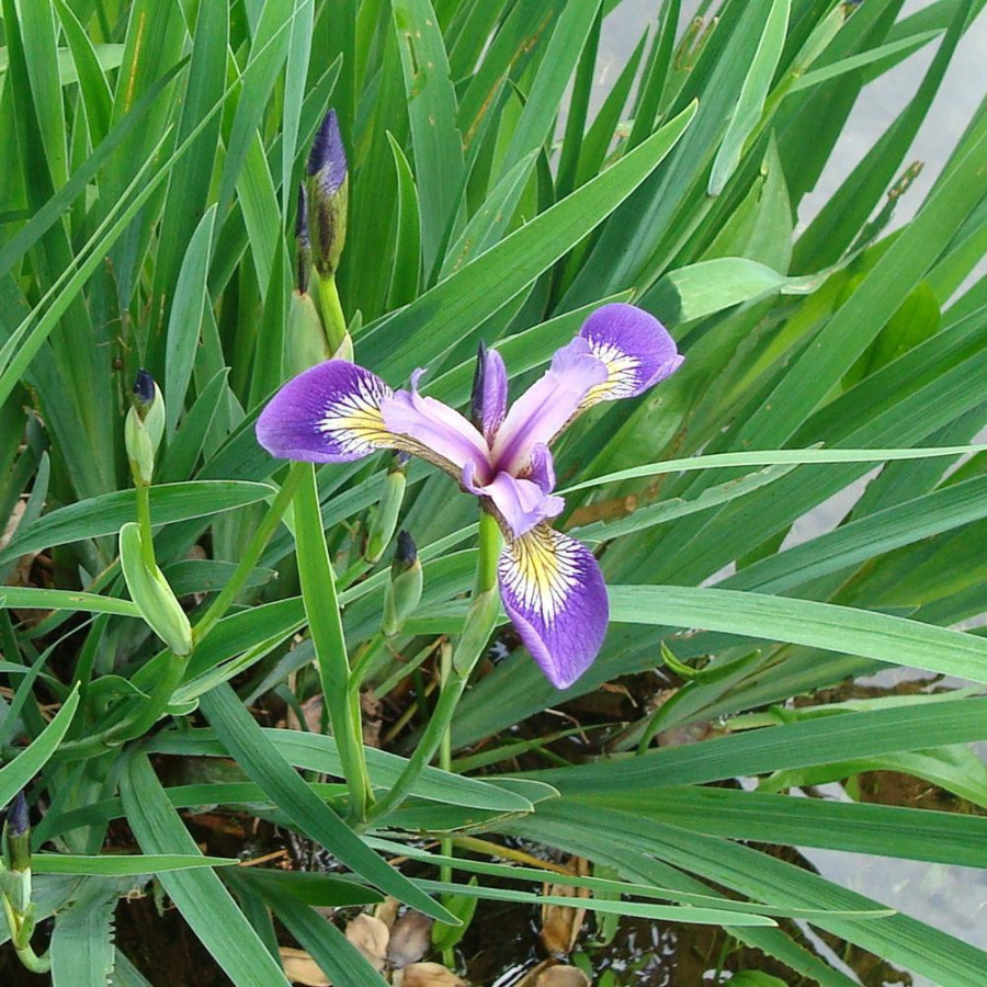 Plantes Vivaces IRIS versicolor - Iris versicolore en vente - Pépinière Lepage .
