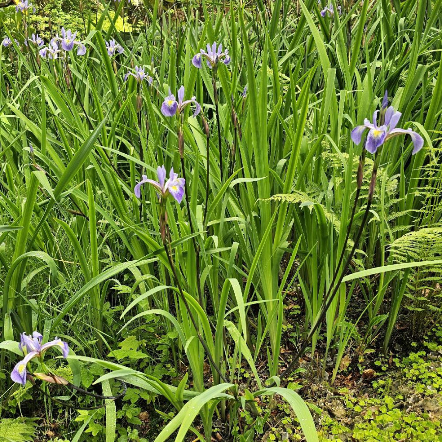 Plantes Vivaces IRIS versicolor - Iris versicolore en vente - Pépinière Lepage .