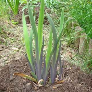 Plantes Vivaces IRIS versicolor 'Dark Aura' - Iris versicolore en vente - Pépinière Lepage .