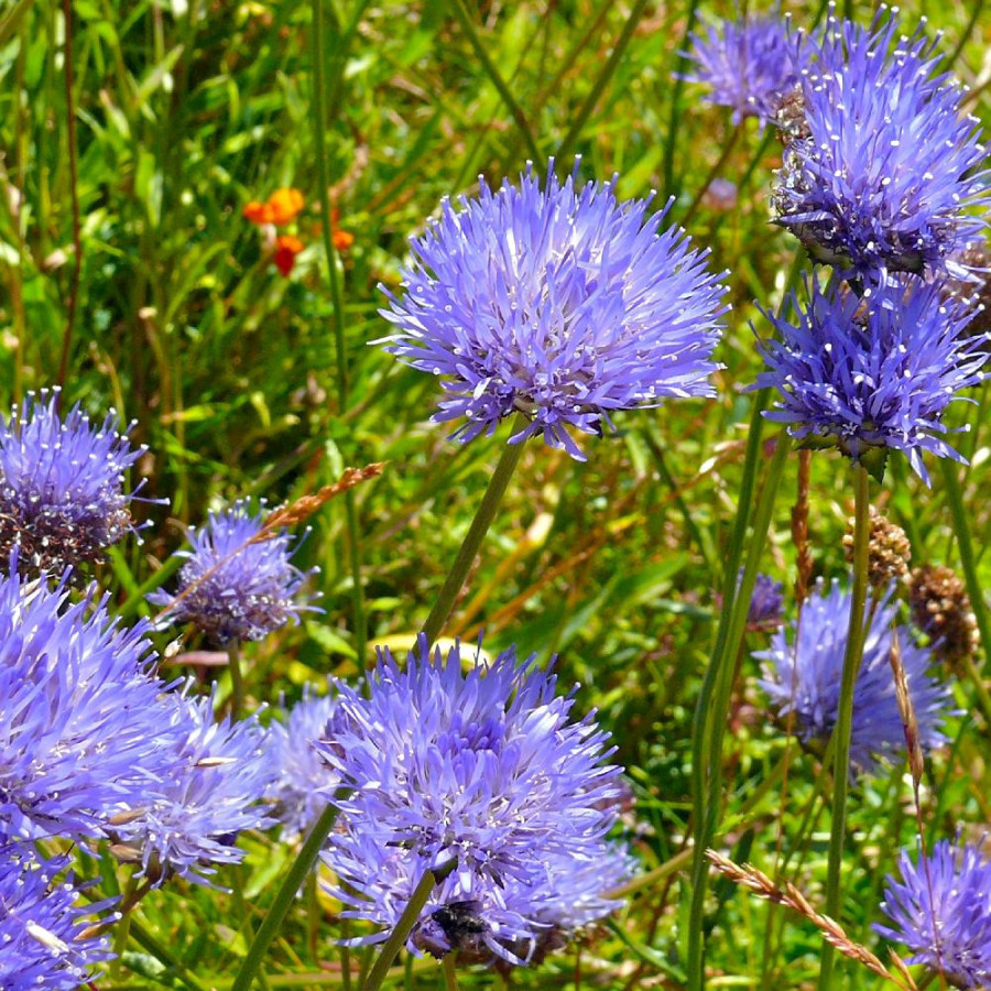Plantes Vivaces JASIONE laevis en vente - Pépinière Lepage .