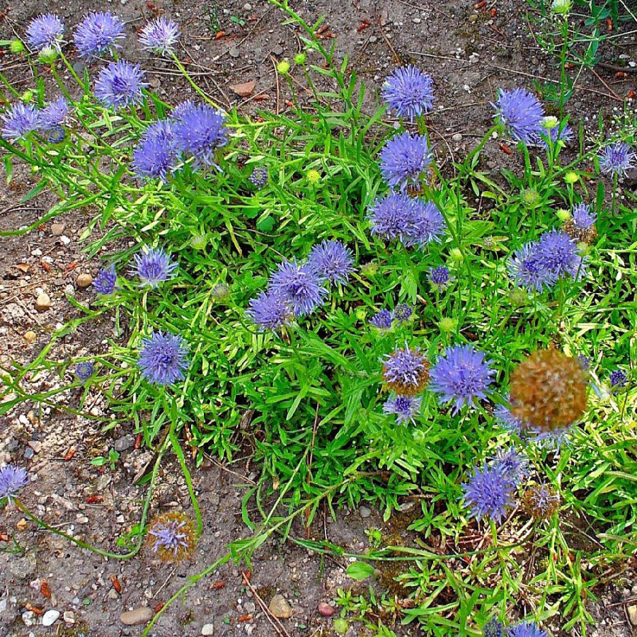 Plantes Vivaces JASIONE laevis en vente - Pépinière Lepage .