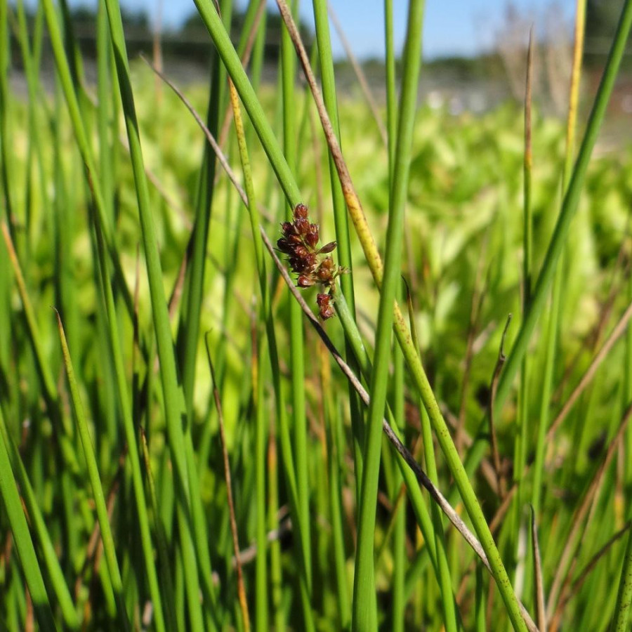 Plantes Vivaces JUNCUS effusus - Jonc en vente - Jonc diffus en vente - Pépinière Lepage .