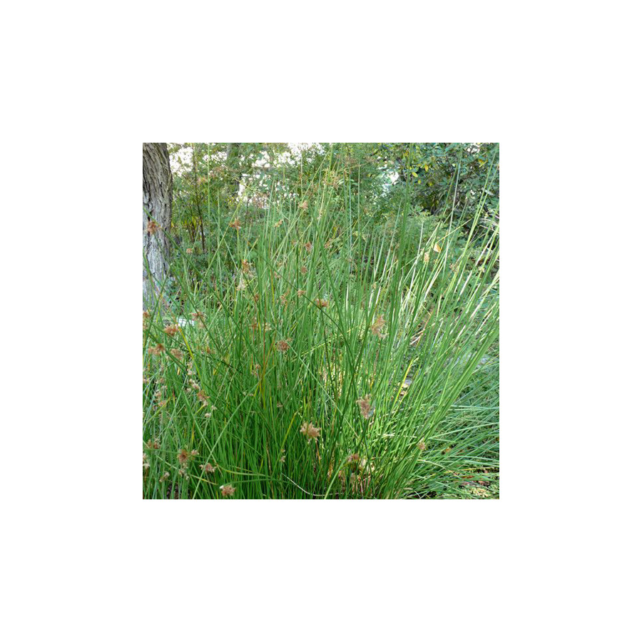 Plantes Vivaces JUNCUS effusus - Jonc en vente - Jonc diffus en vente - Pépinière Lepage .