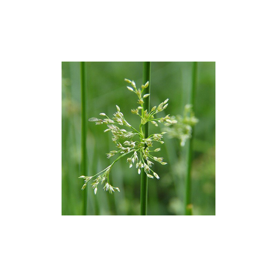 Plantes Vivaces JUNCUS effusus - Jonc en vente - Jonc diffus en vente - Pépinière Lepage .