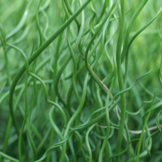 Plantes Vivaces JUNCUS effusus 'Spiralis' - Jonc en vente - Jonc diffus en vente - Pépinière Lepage .
