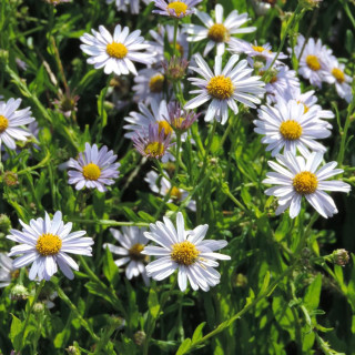 Plantes Vivaces KALIMERIS incisa 'Blue Star' en vente - Pépinière Lepage .