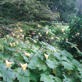 Plantes Vivaces KIRENGESHOMA palmata - Fleur de cire en vente - Pépinière Lepage .