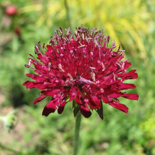 KNAUTIA macedonica 'Mars Midget'