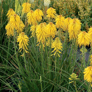 Plantes Vivaces KNIPHOFIA 'Banana Popsicle' ® - Tison de Satan en vente - Tritoma en vente - Pépinière Lepage .