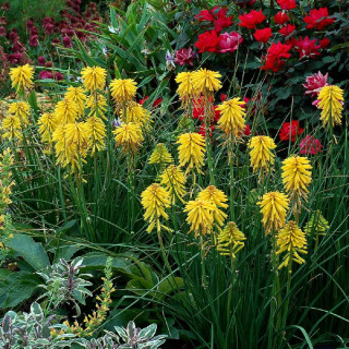 Plantes Vivaces KNIPHOFIA 'Banana Popsicle' ® - Tison de Satan en vente - Tritoma en vente - Pépinière Lepage .