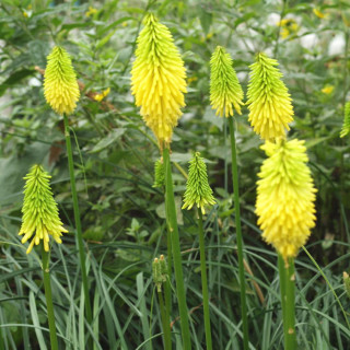 KNIPHOFIA 'Bees' Lemon'