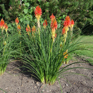 Plantes Vivaces KNIPHOFIA 'Creamsicle' ®  - Tison de Satan en vente -  Tritoma en vente - Pépinière Lepage .