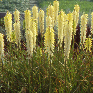 KNIPHOFIA 'Little Maid'
