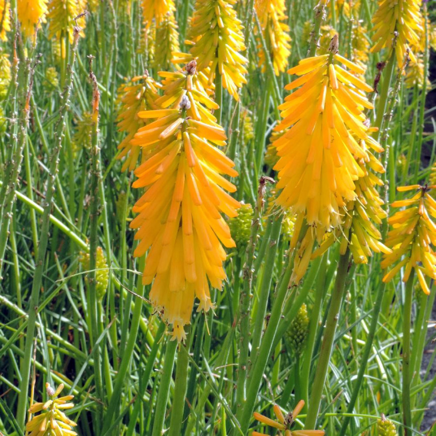 Plantes Vivaces KNIPHOFIA 'Mango Popsicle' ® - Tison de Satan en vente - Tritoma en vente - Pépinière Lepage .