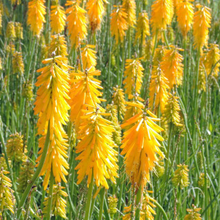 Plantes Vivaces KNIPHOFIA 'Mango Popsicle' ® - Tison de Satan en vente - Tritoma en vente - Pépinière Lepage .