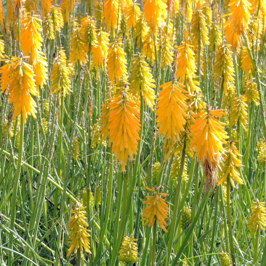 Plantes Vivaces KNIPHOFIA 'Mango Popsicle' ® - Tison de Satan en vente - Tritoma en vente - Pépinière Lepage .