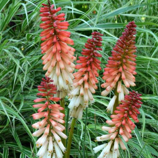 KNIPHOFIA 'Orange Vanilla Popsicle' ®