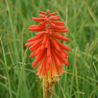 Plantes Vivaces KNIPHOFIA 'Papaya Popsicle' ® - Tison de Satan en vente - Tritoma en vente - Pépinière Lepage .