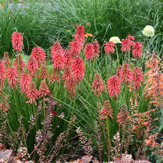 Plantes Vivaces KNIPHOFIA 'Poco Red' ® en vente - Pépinière Lepage .
