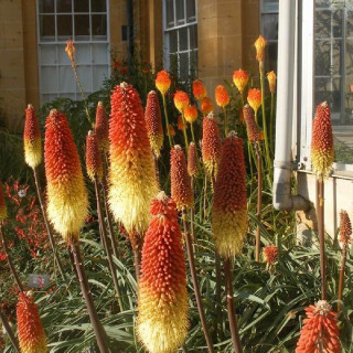 Plantes Vivaces KNIPHOFIA rooperi - Tison de Satan en vente - Tritoma en vente - Pépinière Lepage .