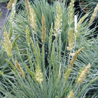 Plantes Vivaces KOELERIA glauca - Keulérie bleue en vente - Pépinière Lepage .