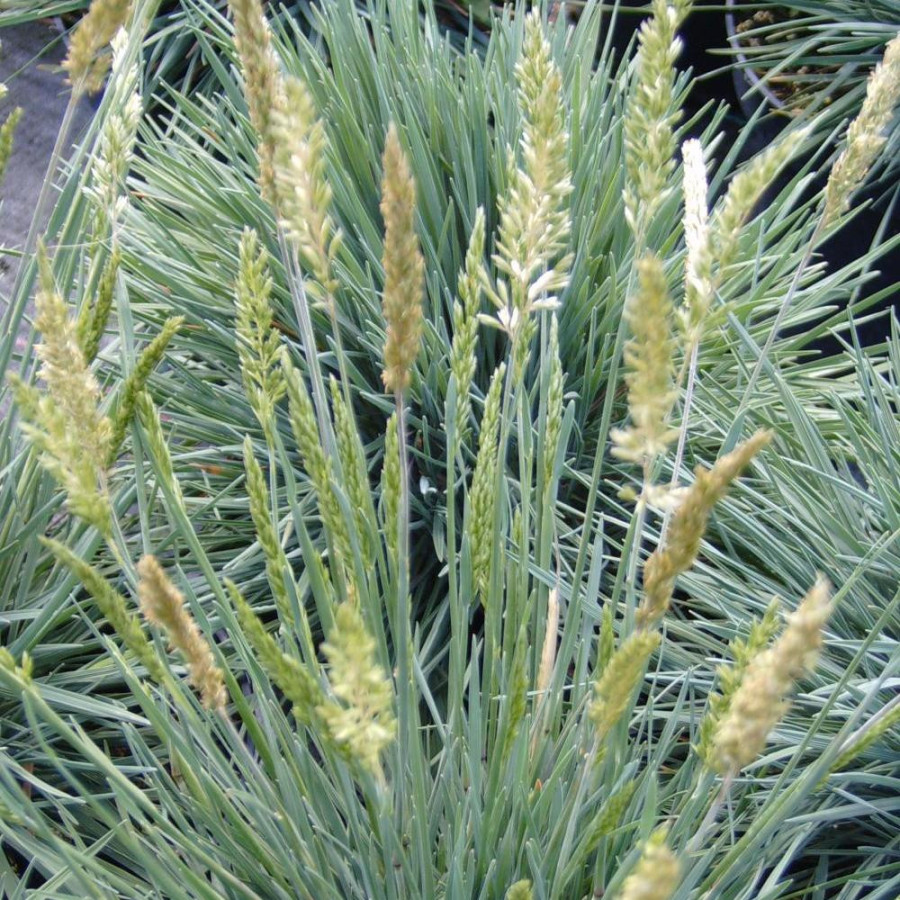 Plantes Vivaces KOELERIA glauca - Keulérie bleue en vente - Pépinière Lepage .