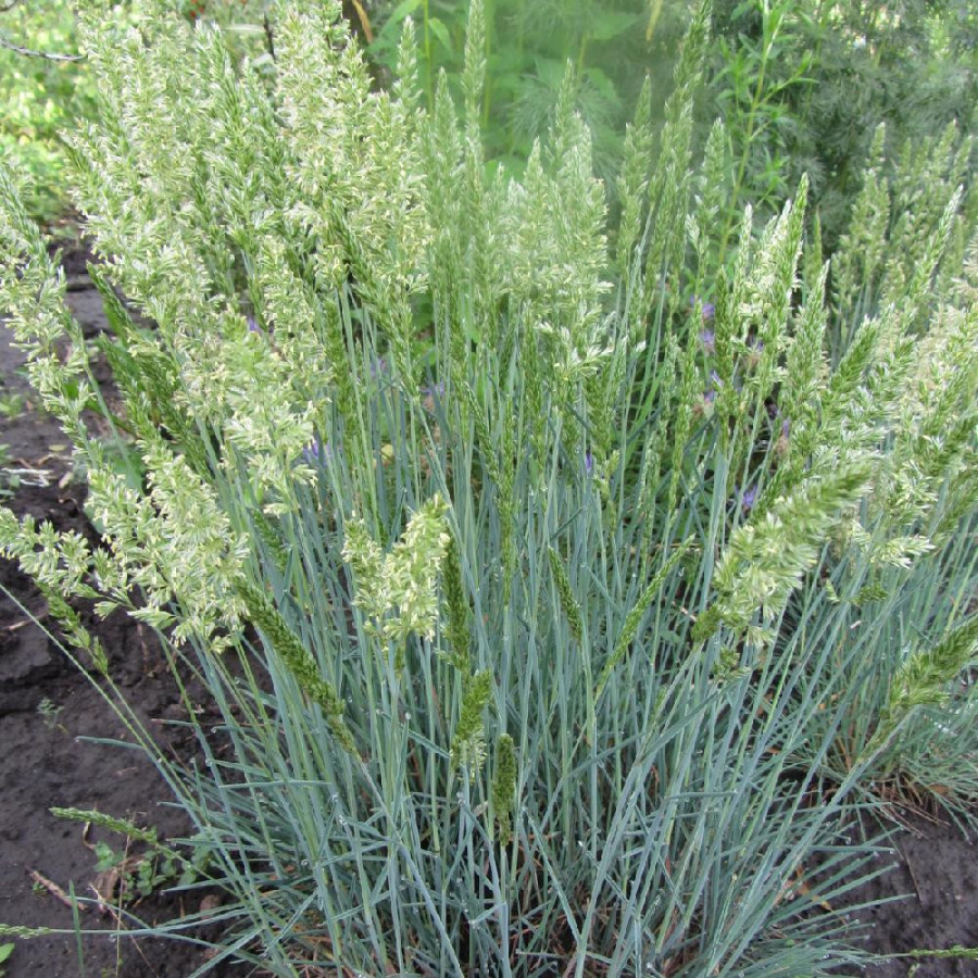 Plantes Vivaces KOELERIA glauca - Keulérie bleue en vente - Pépinière Lepage .