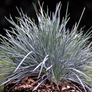 Plantes Vivaces KOELERIA glauca - Keulérie bleue en vente - Pépinière Lepage .