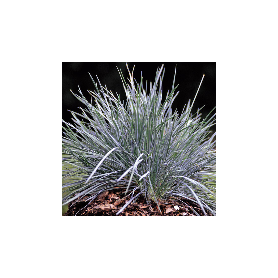 Plantes Vivaces KOELERIA glauca - Keulérie bleue en vente - Pépinière Lepage .