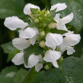 Plantes Vivaces LAMIUM maculatum 'Album' - Lamier maculé en vente - Pépinière Lepage .